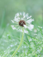 Load image into Gallery viewer, Dandelion Bracelet
